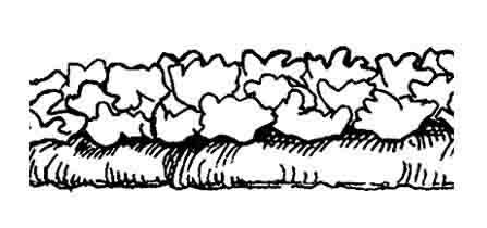 A profile view of close-spaced vegetable plants